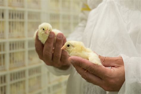 marek's vaccine for chicks